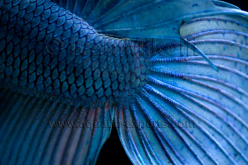 PECES PARA PECERA VENEZUELA